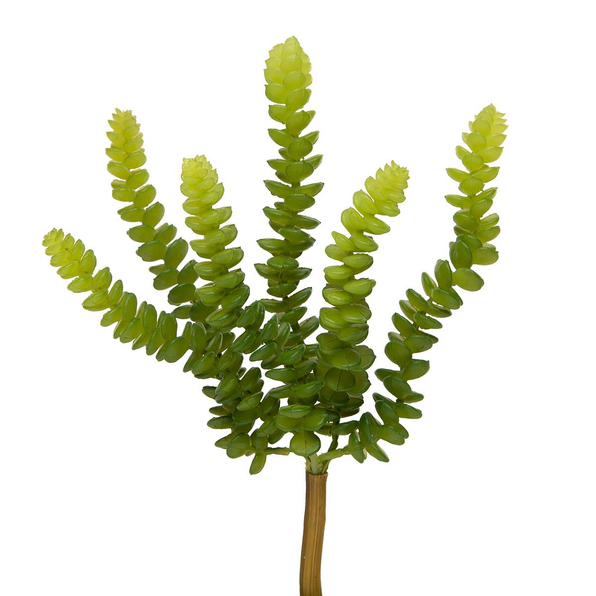 SUCCULENT ASTROLOBA GREEN 6IN X 9.5IN - Click Image to Close